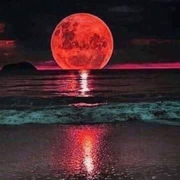 Meet your Posher, Robin - Picture 1 of 1